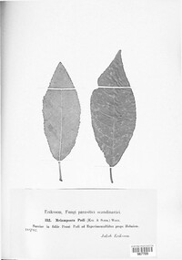Pucciniastrum areolatum image